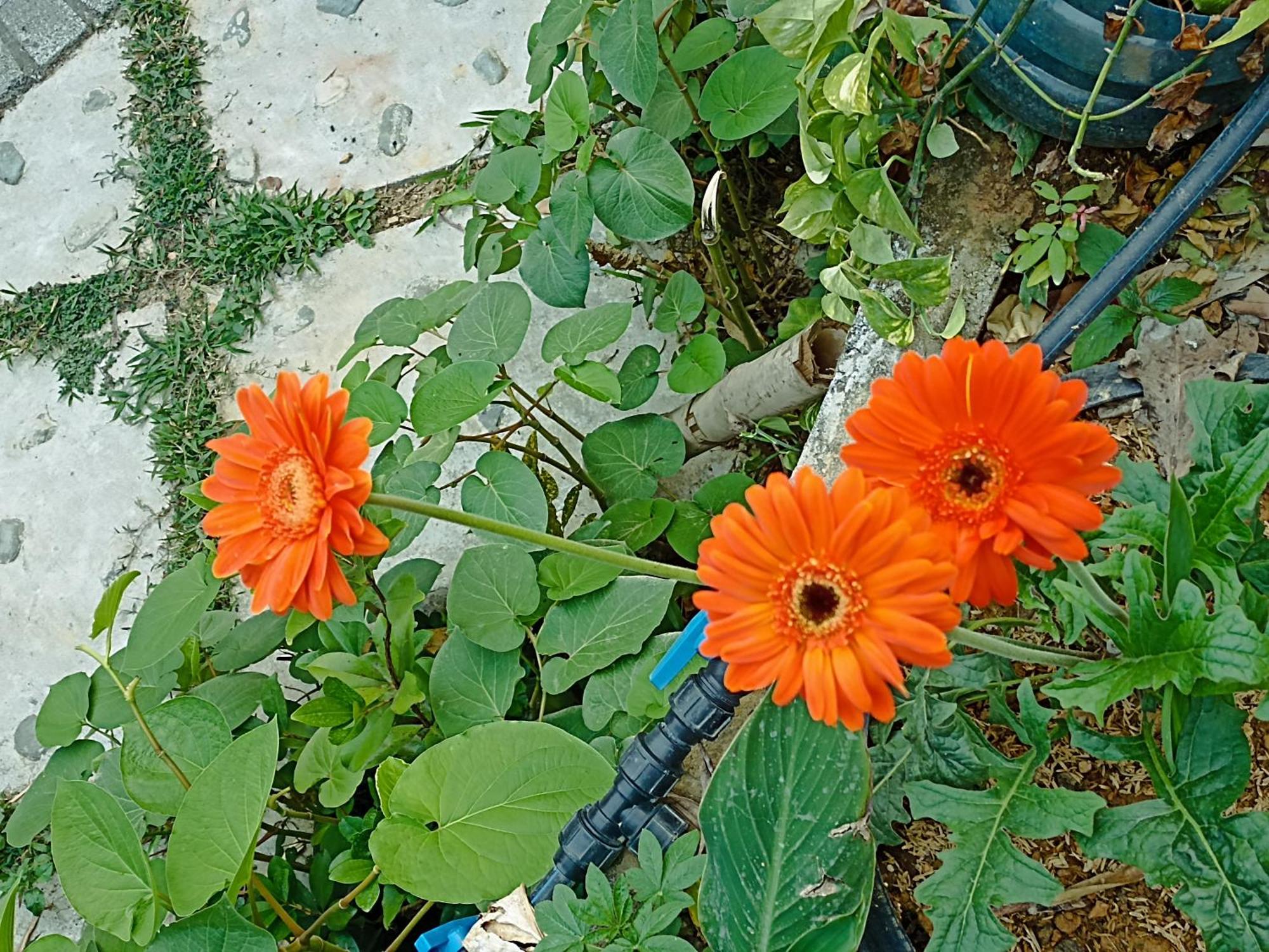 Thao Ly Homestay Mai Chau Hoa Binh ภายนอก รูปภาพ